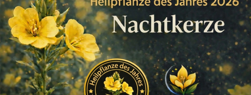 Heilpflanze Nachtkerze